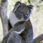 Unleash Exclusive Bonuses: No Deposit Offers for Australian Sports Bettors
