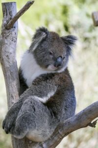 exclusive-promotions-for-australian-spor-640x480-70041424.jpeg