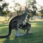 Uncover Top-Rated Fast Payout Sports Betting Sites in Australia