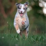 Fastest Payout Sports Betting Sites in Australia: Top Picks for Aussies