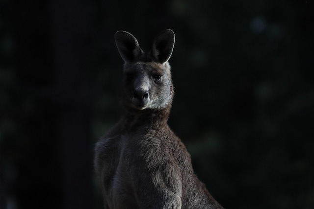 Free pokies for Australians