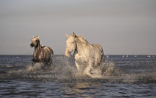 High payout horse racing betting Australia