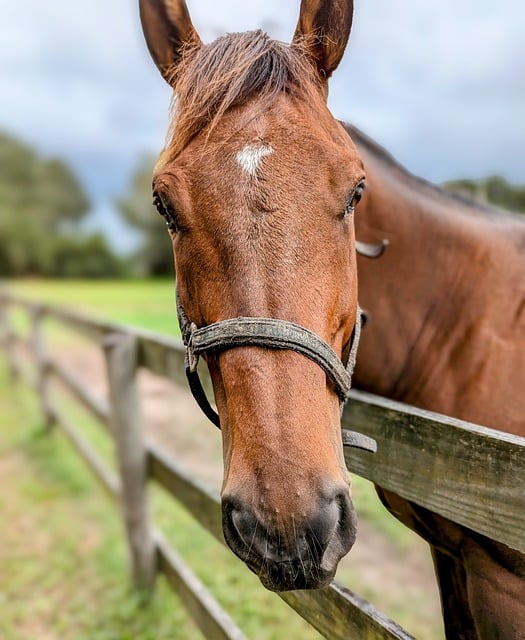 High payout horse racing betting Australia
