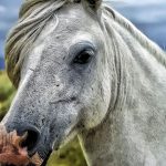 Maximizing High Payouts in Australian Horse Racing Bets