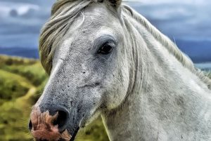 high-payout-horse-racing-betting-austral-640x480-57802875.jpeg