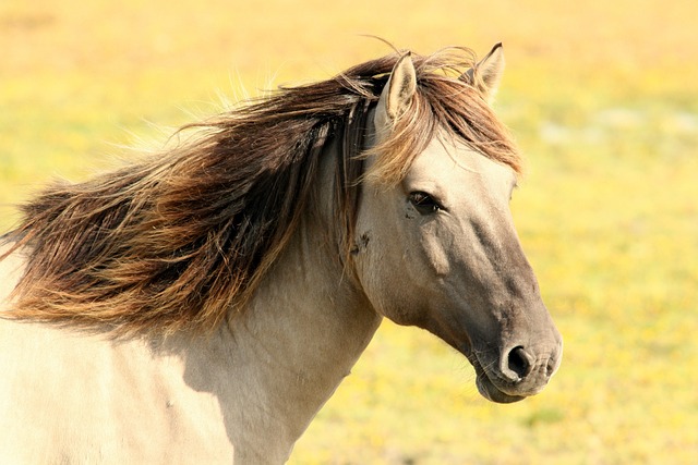 High payout horse racing betting Australia