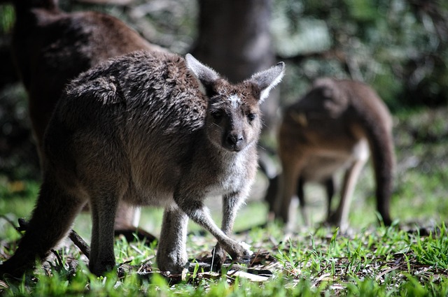 High-stakes poker Australia