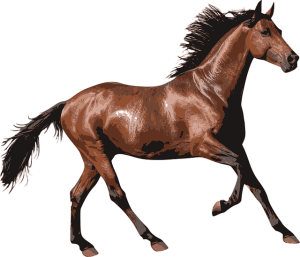 horse-racing-tips-for-australian-punters-640x480-5410631.png