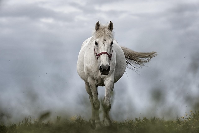 Horse racing tips for Australian punters