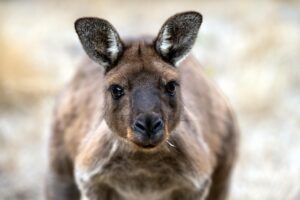 licensed-casinos-in-australia-640x480-39704230.jpeg