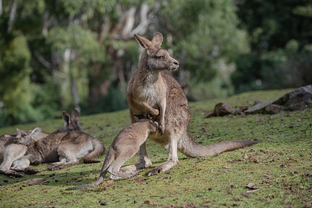 Mobile pokies for Australians