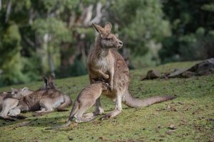 new-australian-poker-sites-640x480-47472846.jpeg