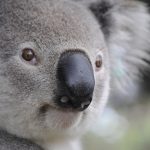 Unleash VIP Perks: Australia’s No Deposit Casino Bonuses Explained