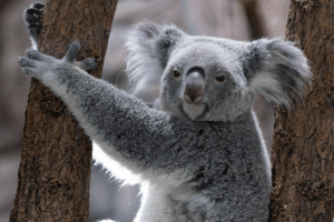 nrl-betting-strategies-for-australians-640x480-6578400.png