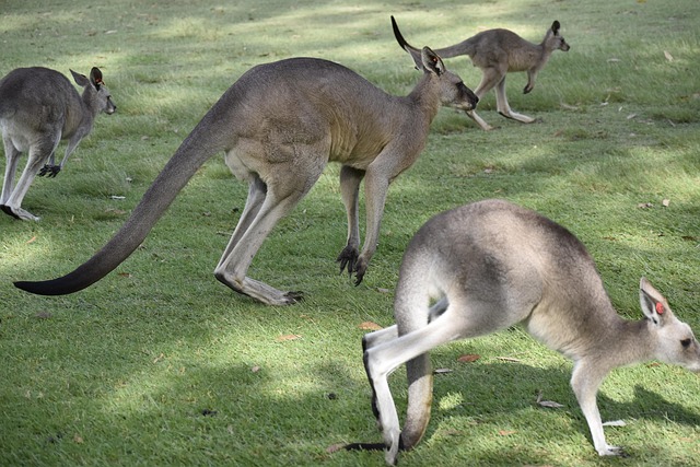 nrl-live-betting-tips-australia-640x480-82874755.jpeg