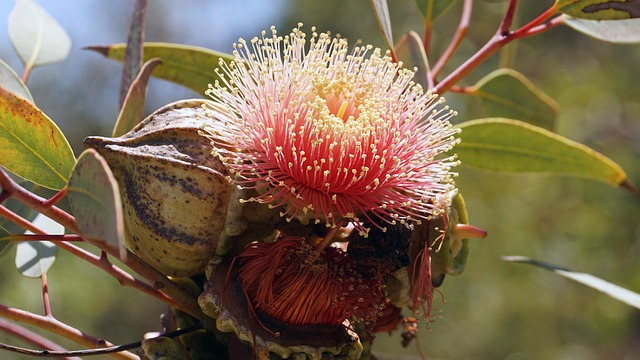 Online baccarat Australia