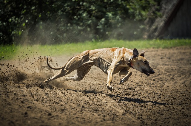 Online greyhound betting Australia