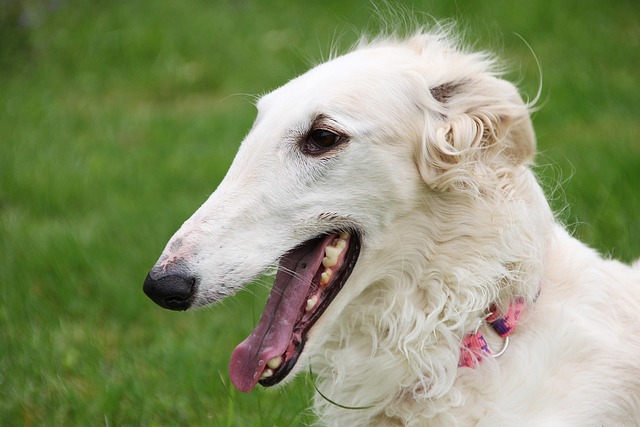 Online greyhound betting Australia