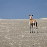 Mastering Online Greyhound Betting Australia: Tips & Strategies