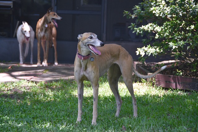 Online greyhound betting Australia