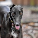 Top Online Greyhound Betting Sites for Aussies