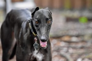online-greyhound-betting-australia-640x480-29089856.jpeg