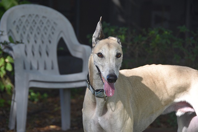Online greyhound betting Australia