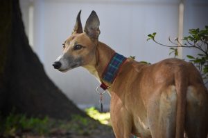 online-greyhound-betting-australia-640x480-33824898.jpeg