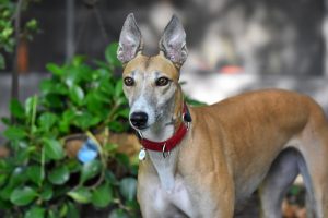 online-greyhound-betting-australia-640x480-40300734.jpeg