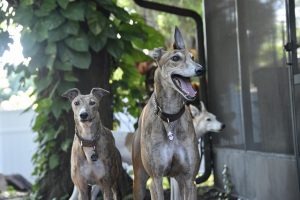 online-greyhound-betting-australia-640x480-41852414.jpeg