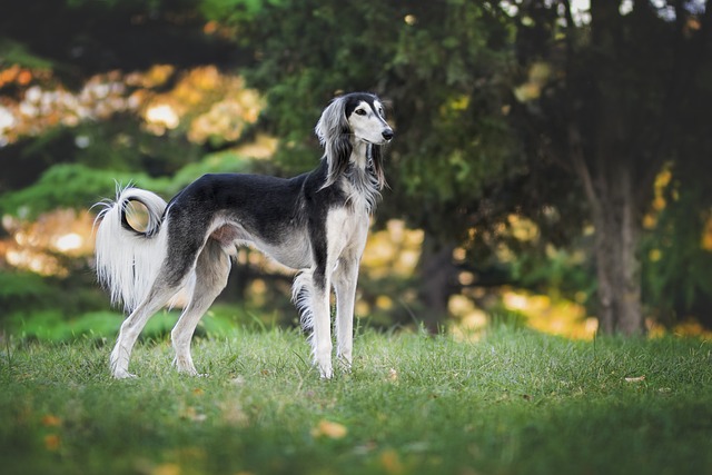 Online greyhound betting Australia
