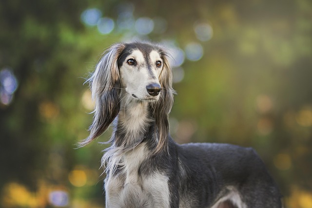 Online greyhound betting Australia
