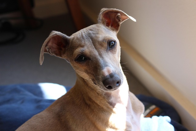 Online greyhound betting Australia