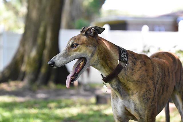 Online greyhound betting Australia
