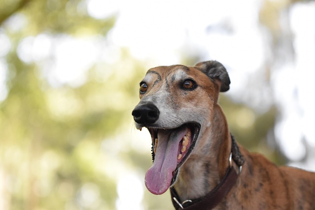 Online greyhound betting Australia