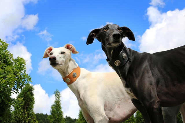 Online greyhound betting Australia