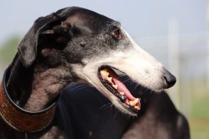 online-greyhound-betting-australia-640x480-64461612.jpeg