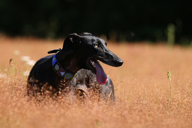 Online greyhound betting Australia
