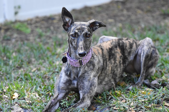 Online greyhound betting Australia