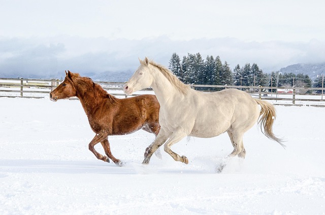 Online horse racing betting Australia
