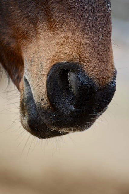 Online horse racing betting Australia