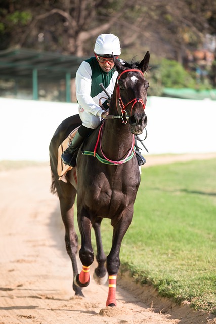 Online horse racing betting Australia