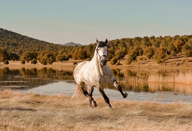 Online horse racing betting Australia