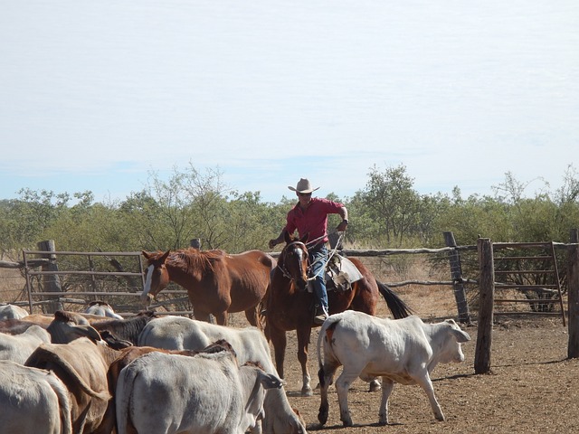 Online horse racing betting Australia