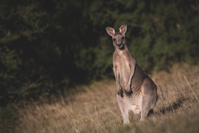 Online pokies no registration Australia