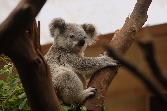 Online scratchies Australia