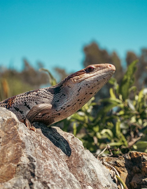 Online scratchies Australia