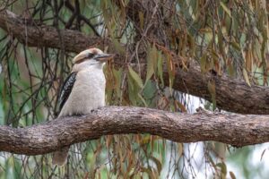 popular-australian-sports-with-high-bett-640x480-30551345.jpeg