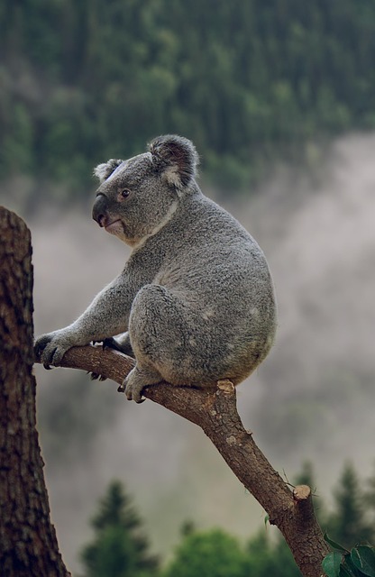 Real-time sports betting odds Australia