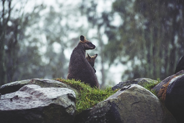 Safe and secure sports betting websites Australia